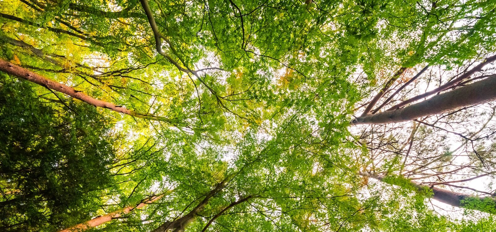 Beautiful Landscape Of Big Tree In The Forest With Low Angel View